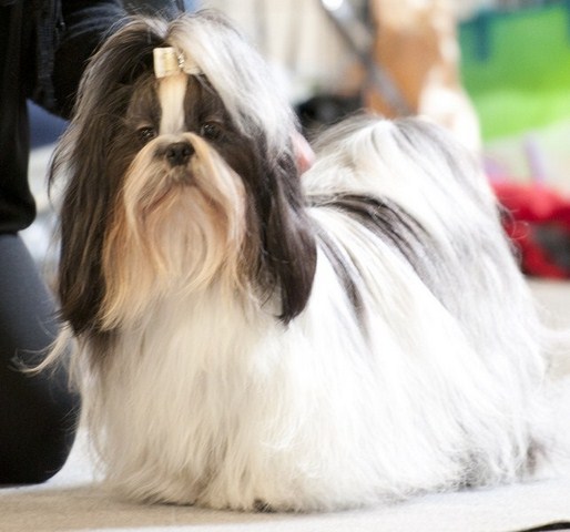 Shih Tzu Danmark